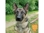 Adopt Clover a Black German Shepherd Dog / Mixed dog in Ann Arbor, MI (38360771)
