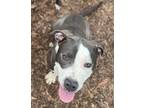 Adopt Bart a Pit Bull Terrier, Mixed Breed