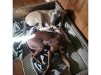 Adopt Rosie a Tan/Yellow/Fawn German Shepherd Dog / Labrador Retriever / Mixed