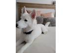 Adopt Lana a White Husky / Labrador Retriever / Mixed dog in Northridge
