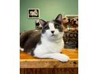 Adopt Rocko a Domestic Short Hair