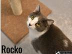 Adopt Rocko a Domestic Short Hair