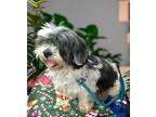 Adopt Drake a Shih Tzu, Mixed Breed