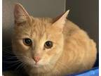 Adopt *Frank a Domestic Short Hair