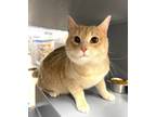 Adopt *Jack a Domestic Short Hair