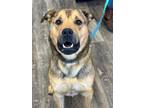 Adopt Drake a Rottweiler, Shepherd