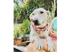 Adopt Ginebra a Labrador Retriever / Mixed Breed (Medium) dog in Houston