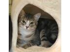 Adopt Cashmere a Domestic Short Hair