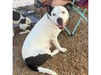 Adopt Mama a White - with Tan, Yellow or Fawn American Staffordshire Terrier /