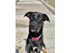 Adopt Millie a Black Labrador Retriever / German Shepherd Dog / Mixed dog in