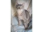 Adopt Wick (Tripod) a Domestic Shorthair / Mixed (short coat) cat in New