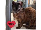 Adopt Sea Otter a All Black Devon Rex / Mixed cat in North Hollywood