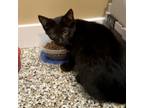 Adopt Tomato a All Black Domestic Shorthair / Mixed cat in Tipton, IN (38326205)