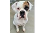 Adopt Mama Cookie a White Boxer / Mixed dog in Aberdeen, SD (38161642)