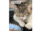 Adopt Friend cat a Calico or Dilute Calico Calico / Mixed (short coat) cat in