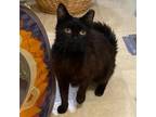Adopt Peanut a All Black Domestic Shorthair / Mixed cat in SANTA ROSA BEACH