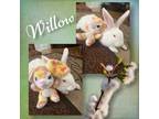 Adopt Willow a Albino or Red-Eyed White New Zealand / Mixed (short coat) rabbit