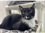 Adopt Cousin Boots a All Black Domestic Shorthair / Domestic Shorthair / Mixed