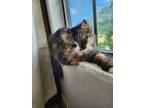 Adopt Hermione (mini) a Calico or Dilute Calico Maine Coon / Mixed (long coat)