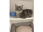 Adopt Rachel a Gray or Blue Domestic Shorthair / Domestic Shorthair / Mixed cat