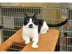 Adopt Fitzpatrick a Black & White or Tuxedo Domestic Shorthair (short coat) cat