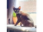 Adopt Soot a Black (Mostly) Domestic Shorthair / Mixed (short coat) cat in Union