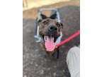 Adopt Roulette a Brindle Mixed Breed (Large) / Mixed dog in Cincinnati