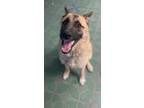 Adopt Sammy a German Shepherd Dog / Mixed Breed (Medium) / Mixed dog in Walden