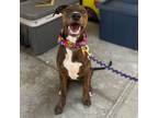 Adopt Lilo a Brindle Plott Hound / Mixed dog in cypress, TX (38194561)