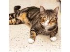Adopt Jasper a Brown or Chocolate Domestic Shorthair / Mixed cat in Leesburg