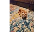 Adopt Fluffy a Orange or Red Tabby Domestic Mediumhair / Mixed (medium coat) cat