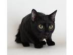 Adopt Froggy a All Black Domestic Shorthair / Mixed (medium coat) cat in