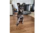 Adopt Indy a Brown/Chocolate - with Tan Miniature Pinscher / Mixed dog in