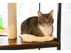 Adopt Smile a Brown or Chocolate Domestic Shorthair cat in Dayton, OH (38148519)