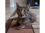 Adopt Leia a Tortoiseshell American Shorthair (short coat) cat in Merced