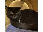 Adopt Mr. Jinx a All Black Domestic Shorthair / Mixed cat in Gloucester