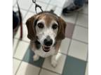 Adopt Cooper a Black Beagle / Mixed dog in Saratoga Springs, NY (38091119)