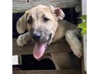 Adopt Chief a Tan/Yellow/Fawn Great Pyrenees / Mixed dog in Green Forest