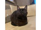 Adopt Kimmy a All Black Domestic Shorthair / Domestic Shorthair / Mixed cat in