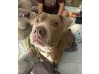 Adopt Tank a Tan/Yellow/Fawn American Pit Bull Terrier / Mixed dog in