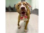 Adopt Atticus a Brown/Chocolate American Staffordshire Terrier / Mixed dog in
