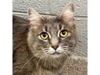 Adopt Fettucine a Gray or Blue Domestic Longhair / Mixed cat in South Haven