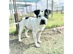 Adopt Willie a Black Terrier (Unknown Type, Small) / Mixed dog in Clarksdale