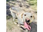 Adopt Odie a Labrador Retriever / Mixed Breed (Medium) dog in Houston