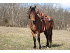 Family Friendly, Super Gentle Lineback Dun Crossbred Gelding, Anyone Can Ride
