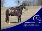 Blue Roan Gypsy Sport Horse Driving and Trail Mare - Available on