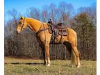 Gaited Palomino Tennessee Walking Trail and Driving Horse - Available on