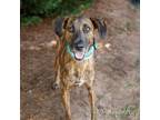 Adopt Rafiki 12800 a Brindle Plott Hound / Mixed Breed (Medium) / Mixed dog in