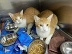 Adopt Lucas a Orange or Red Domestic Shorthair / Domestic Shorthair / Mixed cat