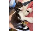 Adopt Julia a Black & White or Tuxedo Domestic Mediumhair (medium coat) cat in